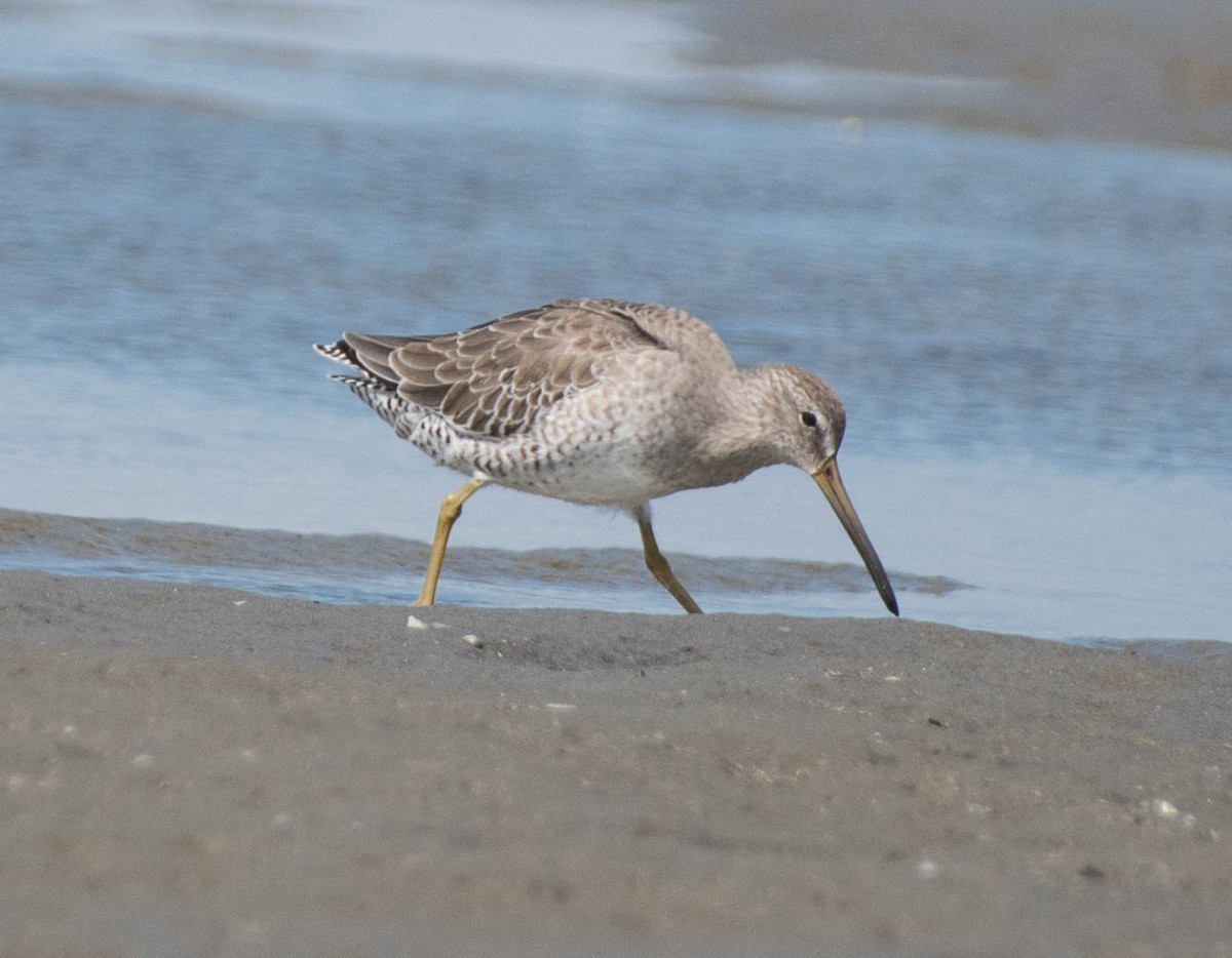 短嘴半蹼鷸 - ML644898362