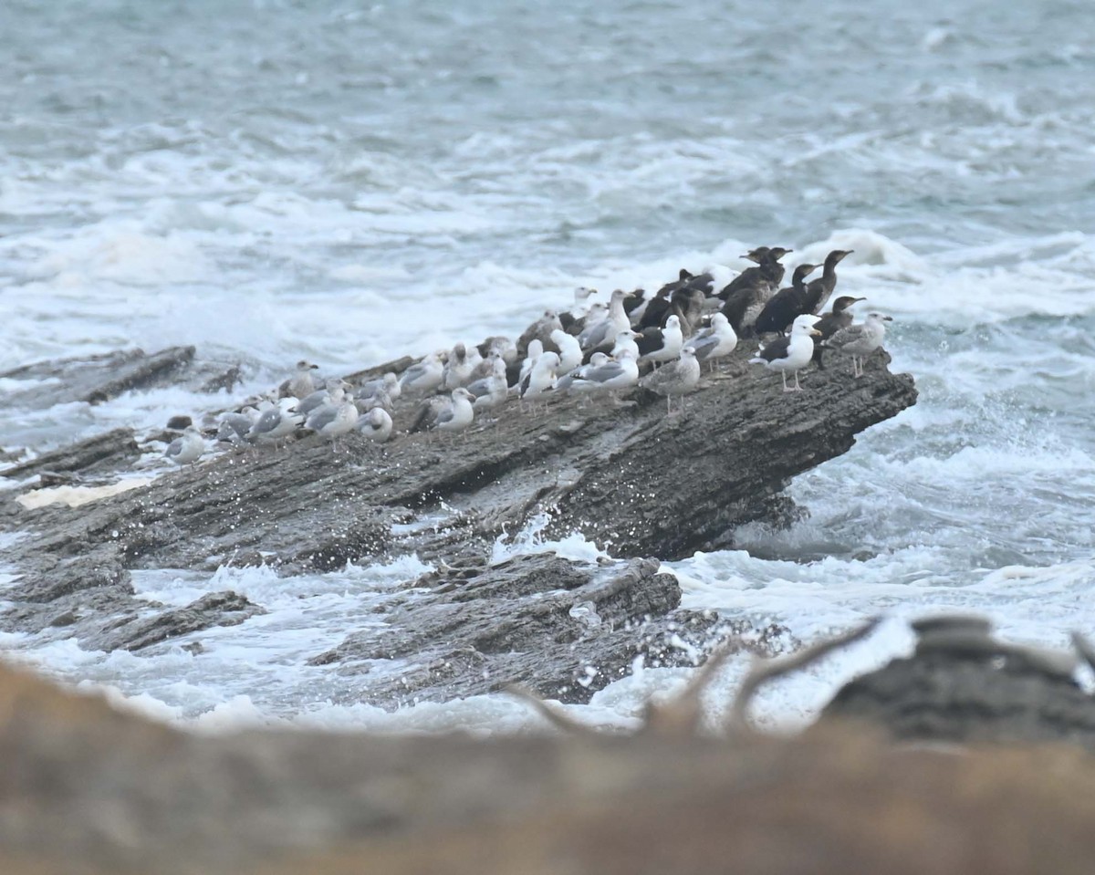 Great Black-backed Gull - ML644898363