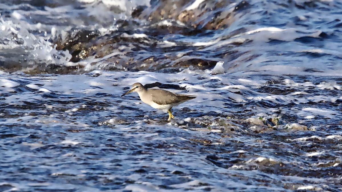 黃足鷸 - ML644898364