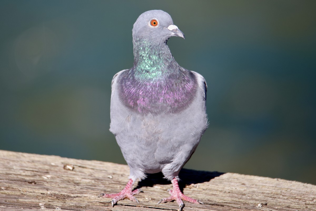 野鴿(野化) - ML644898366