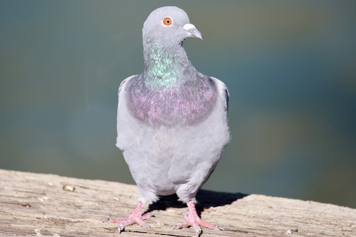 野鴿(野化) - ML644898367