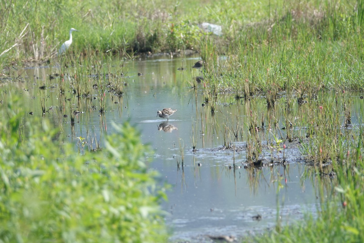 流蘇鷸 - ML644898372