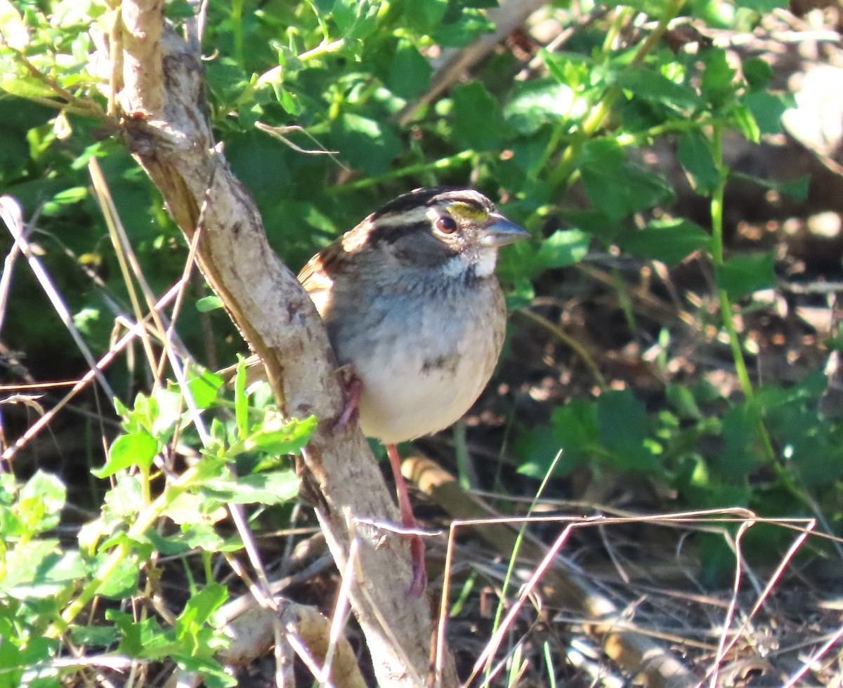 White-throated Sparrow - ML644898373
