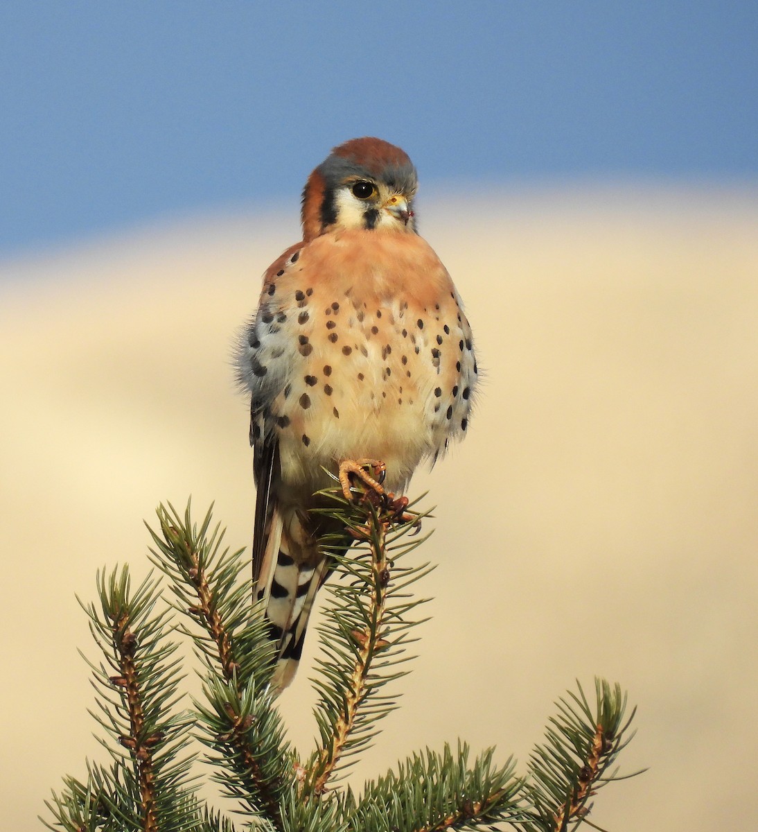 American Kestrel - ML644898374