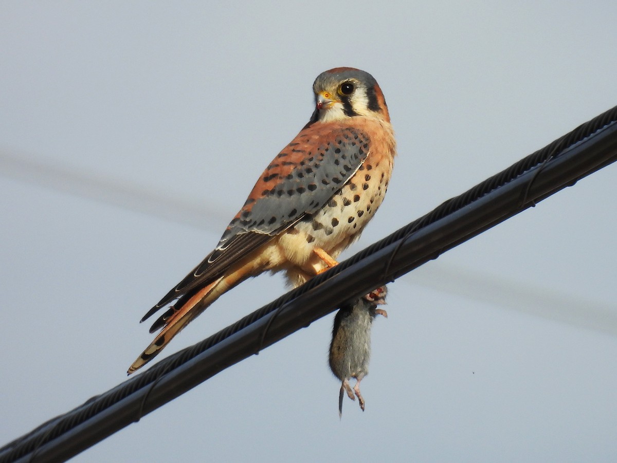 American Kestrel - ML644898375