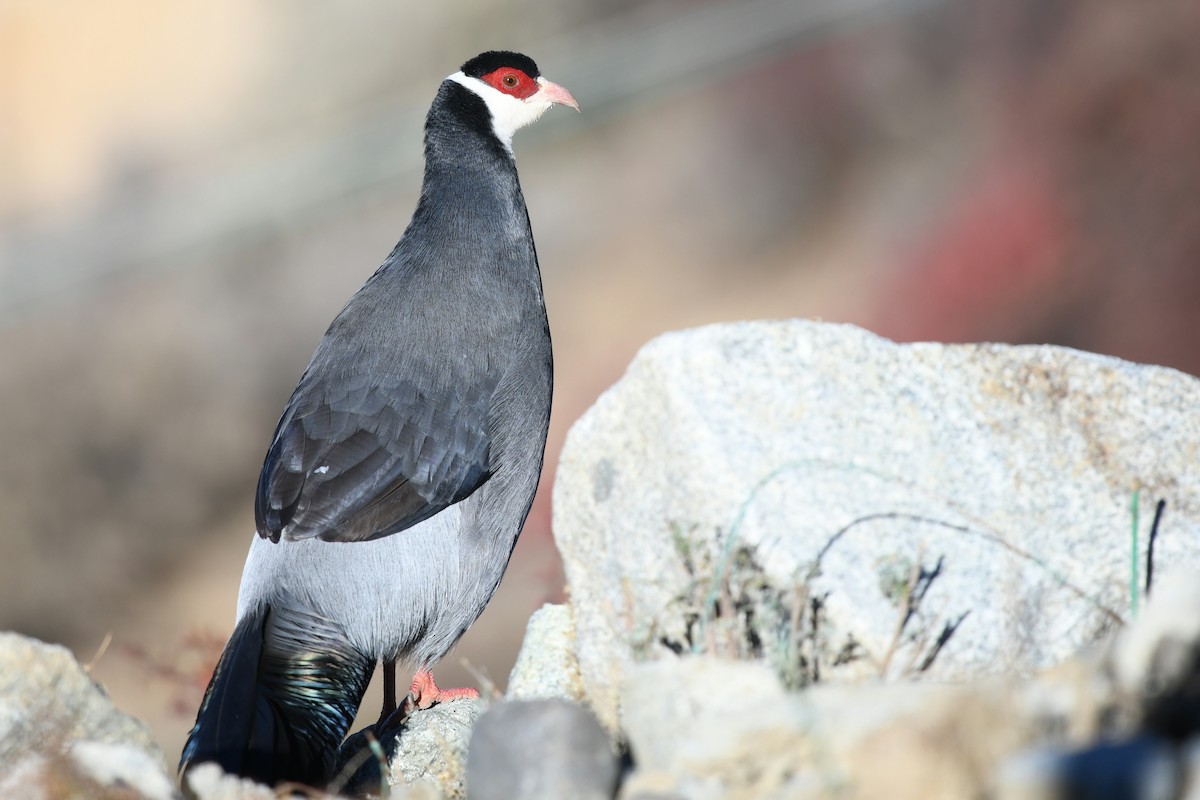 Tibetan Eared-Pheasant - ML644898378
