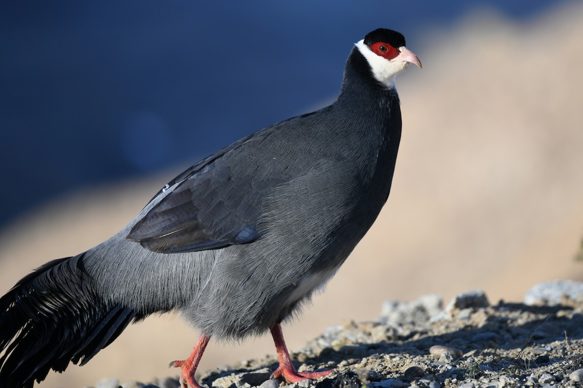 Tibetan Eared-Pheasant - ML644898379