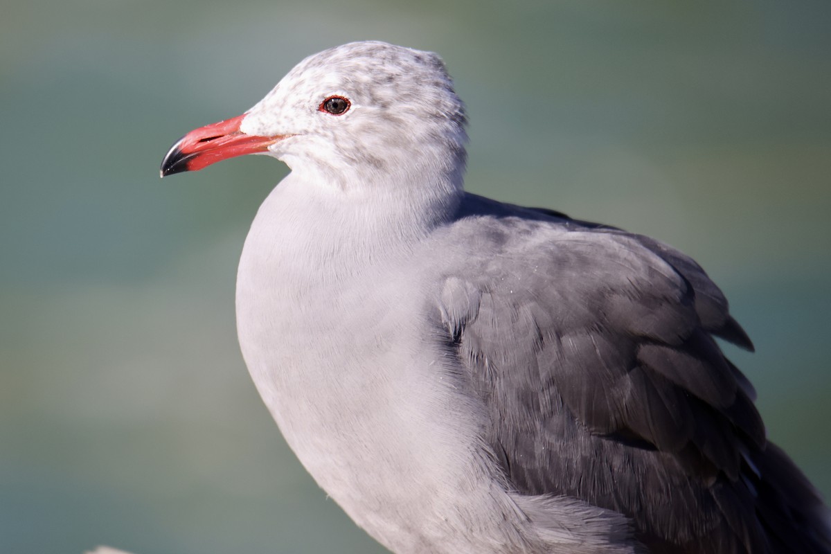 Heermann's Gull - ML644898381
