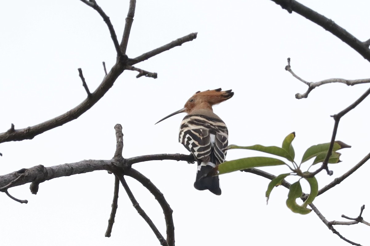 戴勝 - ML644898383