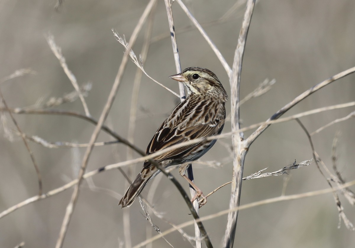 稀樹草鵐(sandwichensis群) - ML644898384