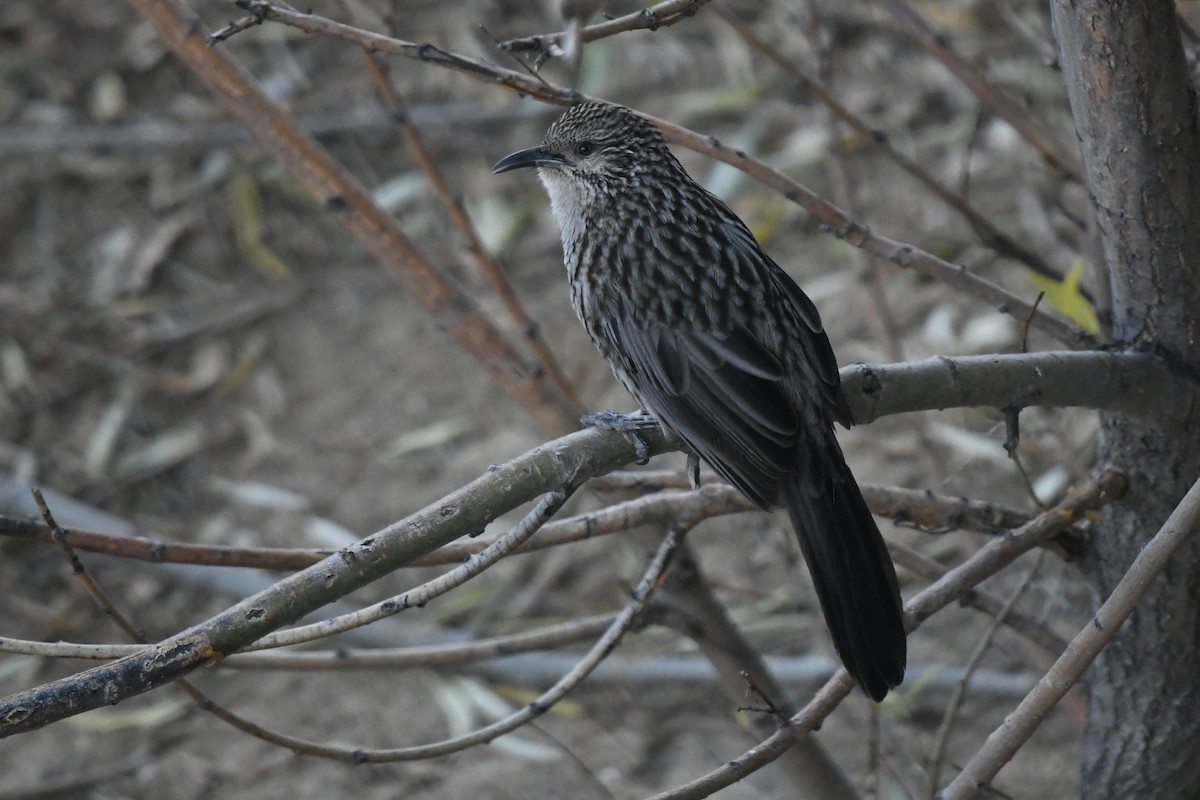 Giant Babax - ML644898385