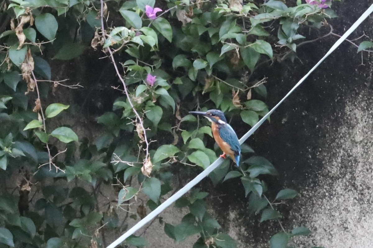 翠鳥 - ML644898386