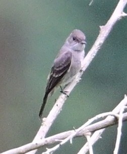 Smoke-colored Pewee - ML644898389