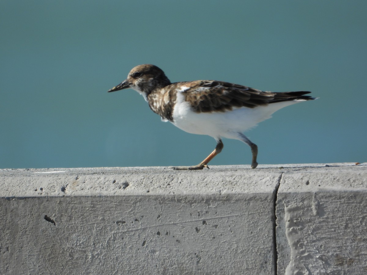 翻石鷸 - ML644898390