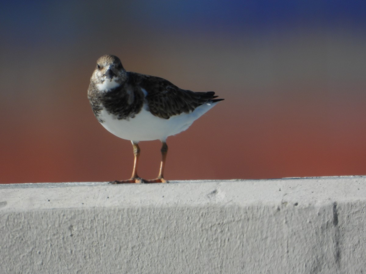 翻石鷸 - ML644898391