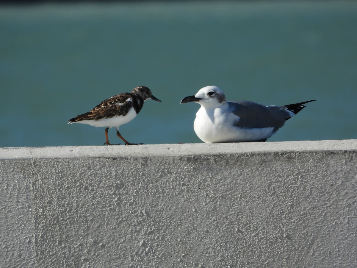 翻石鷸 - ML644898392