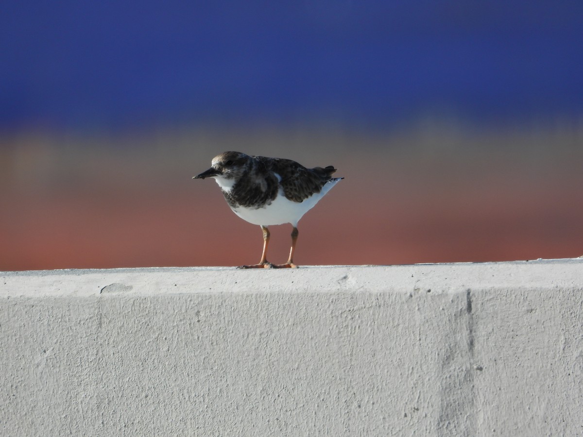 翻石鷸 - ML644898394