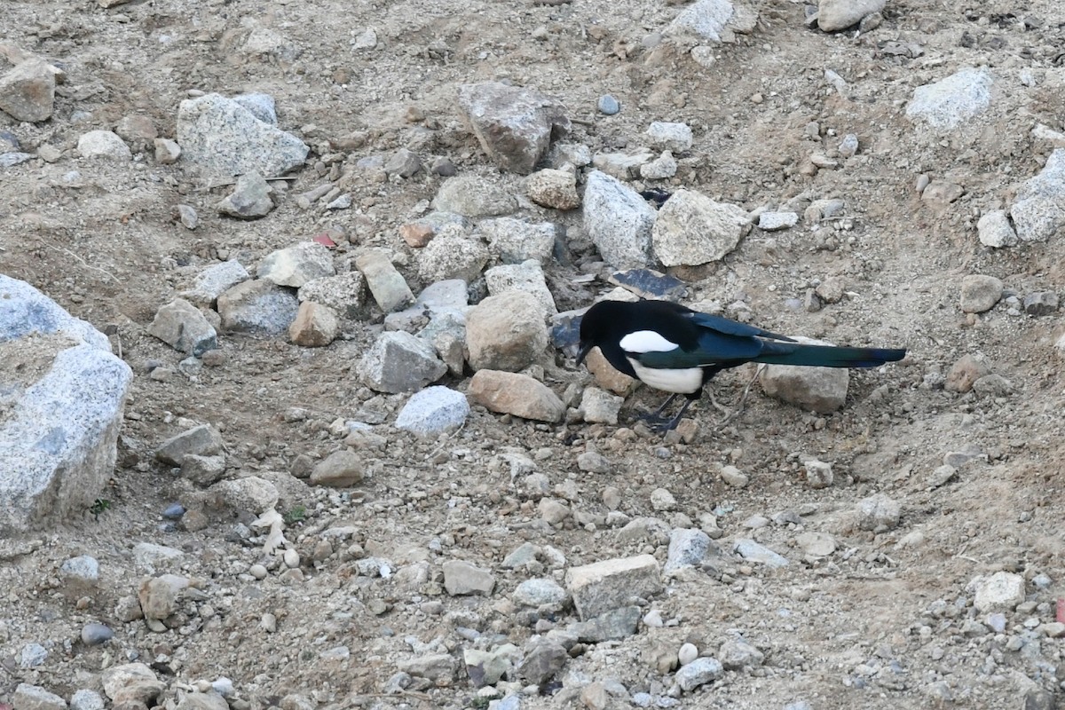 Black-rumped Magpie - ML644898399