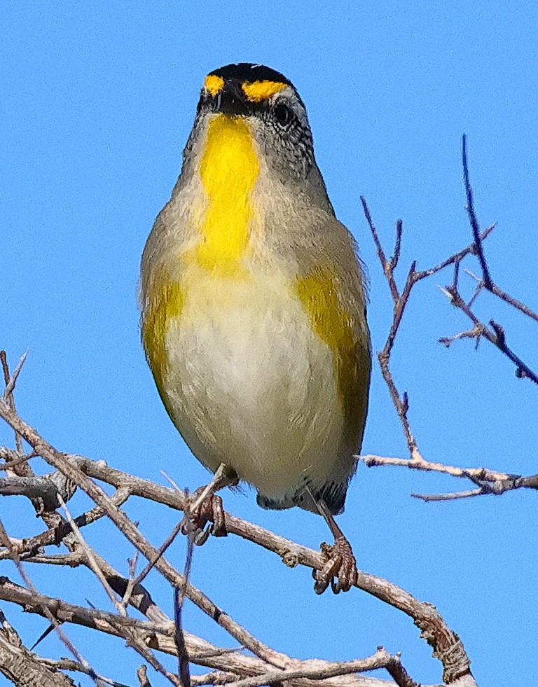 Striated Pardalote - ML644898400