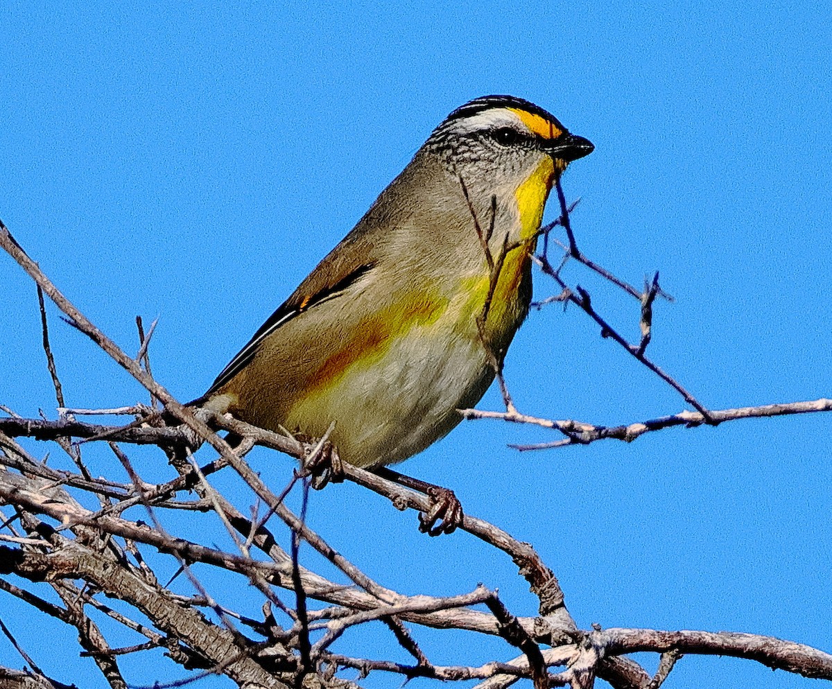 Striated Pardalote - ML644898401