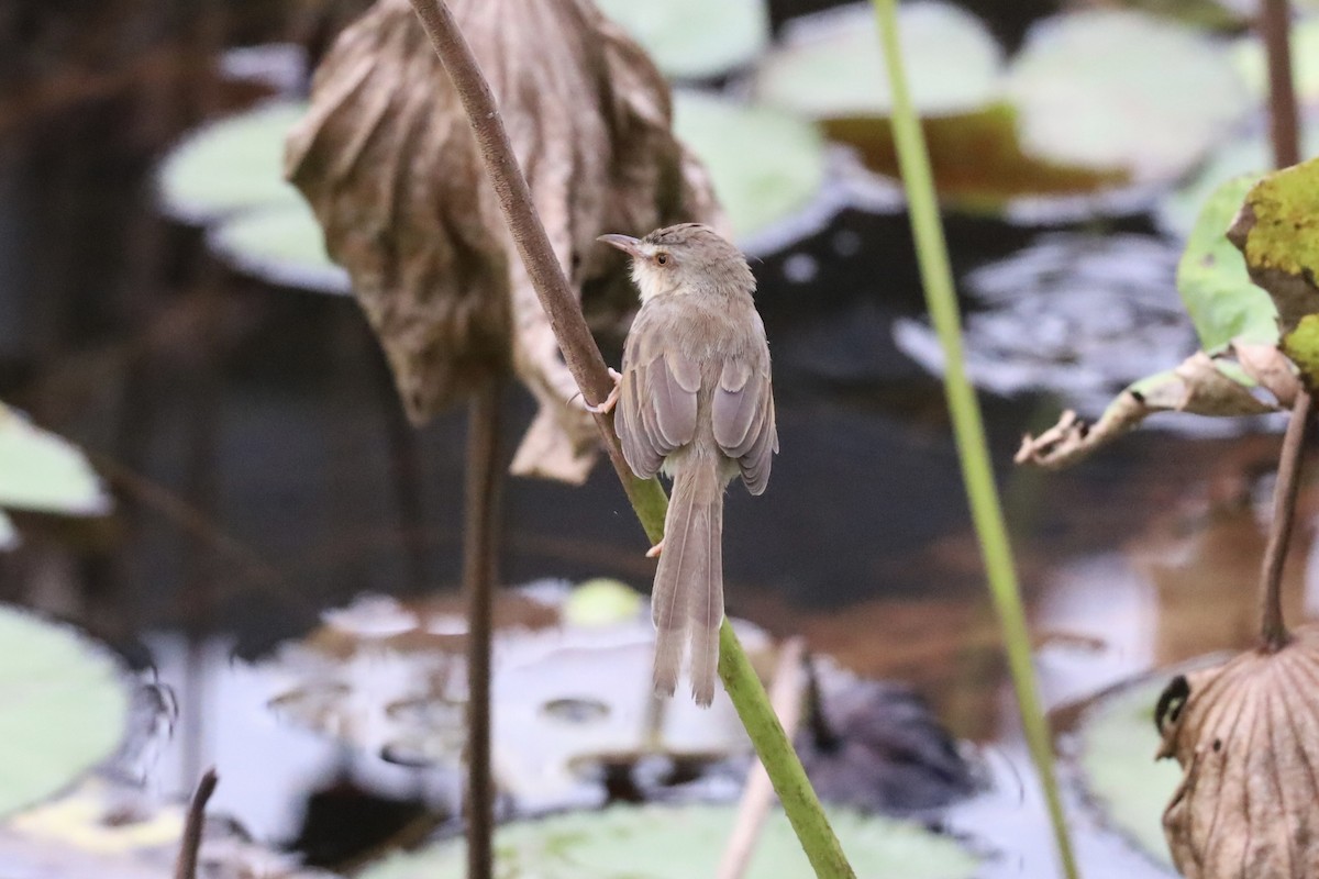 褐頭鷦鶯 - ML644898404