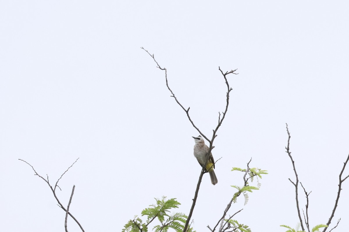 Yellow-vented Bulbul - ML644898415