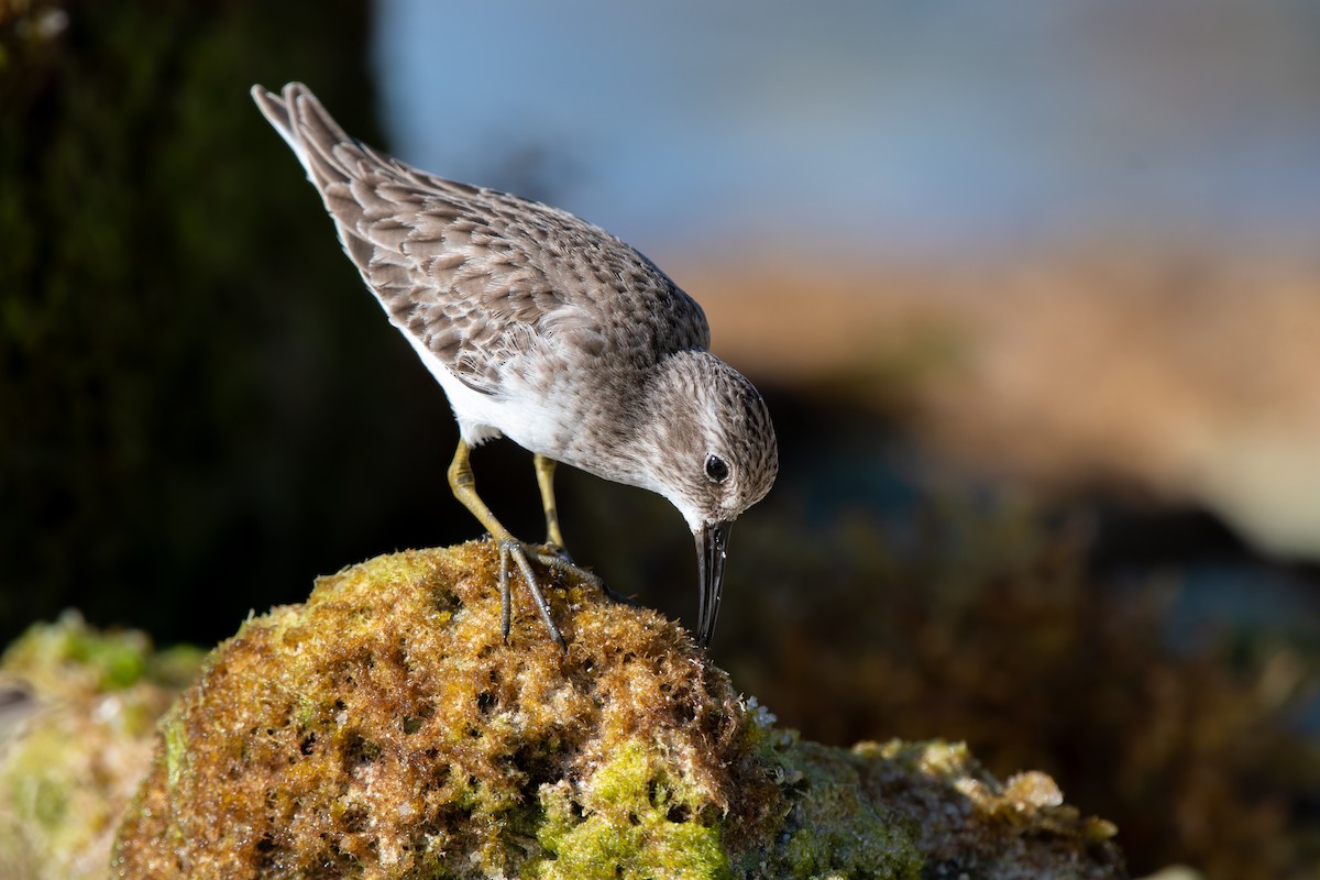 Least Sandpiper - ML644898417