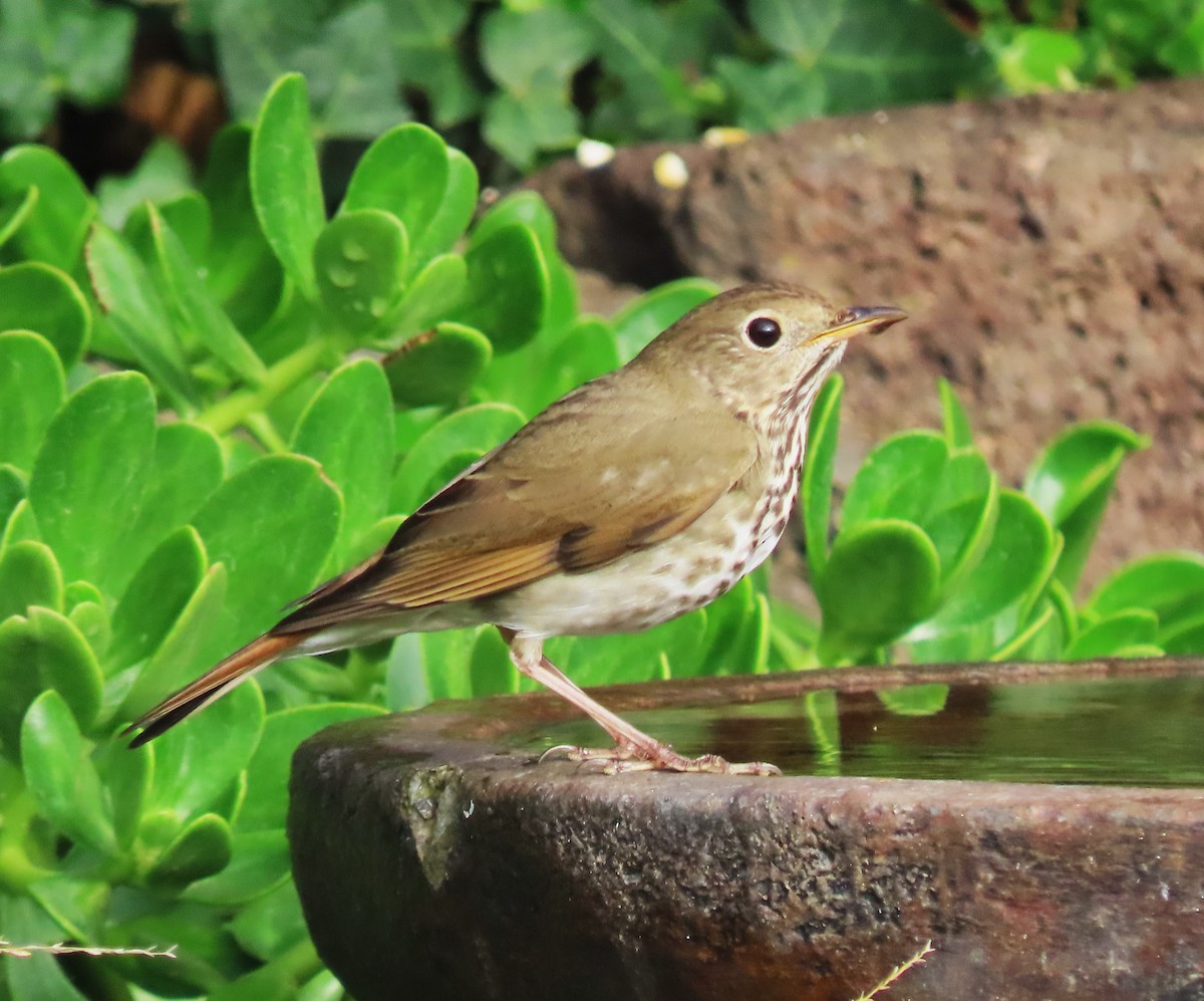 Zorzalito Colirrufo - ML644898418