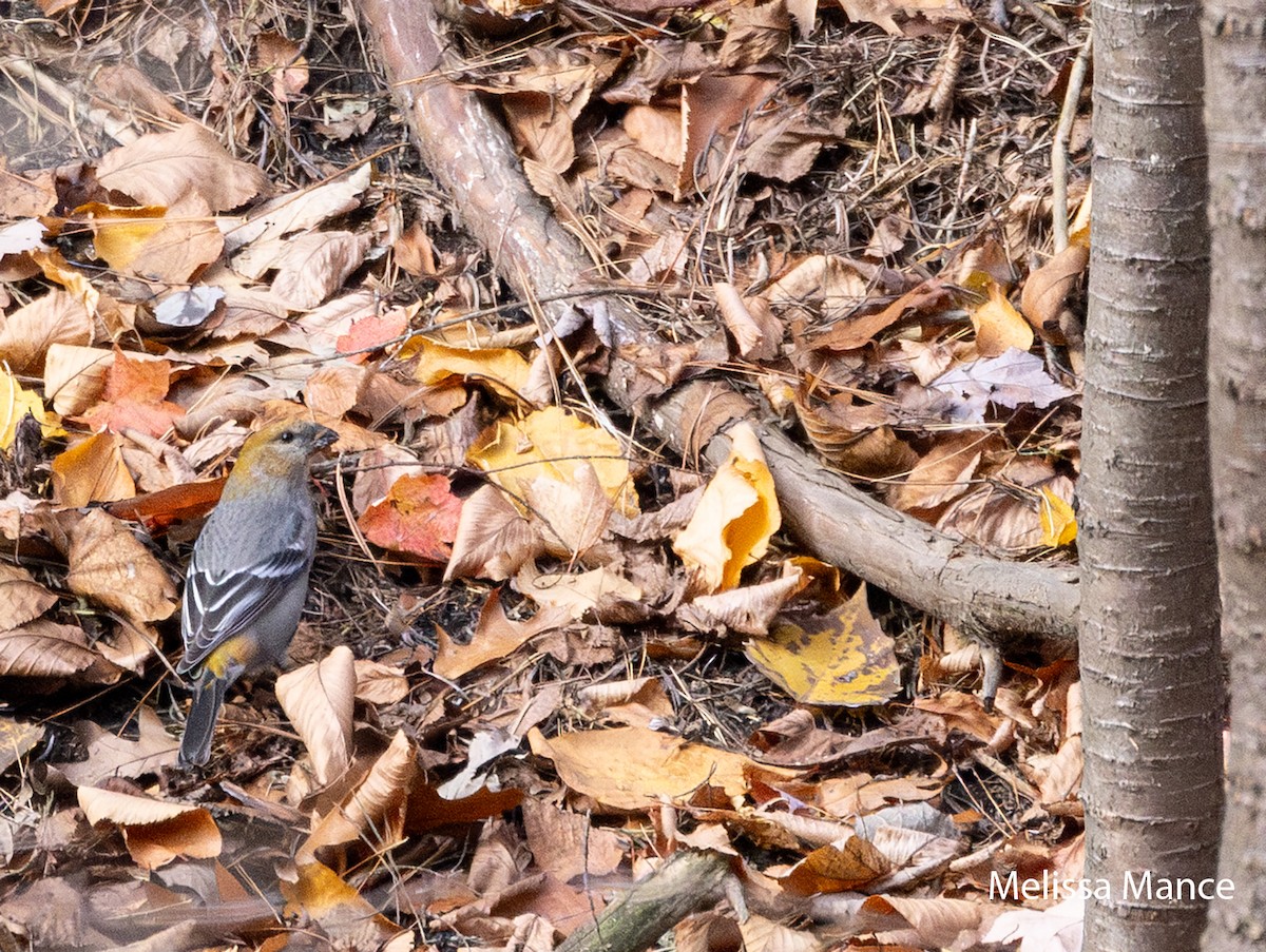 Pine Grosbeak - ML644898420