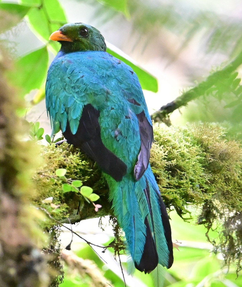Golden-headed Quetzal - ML644898437