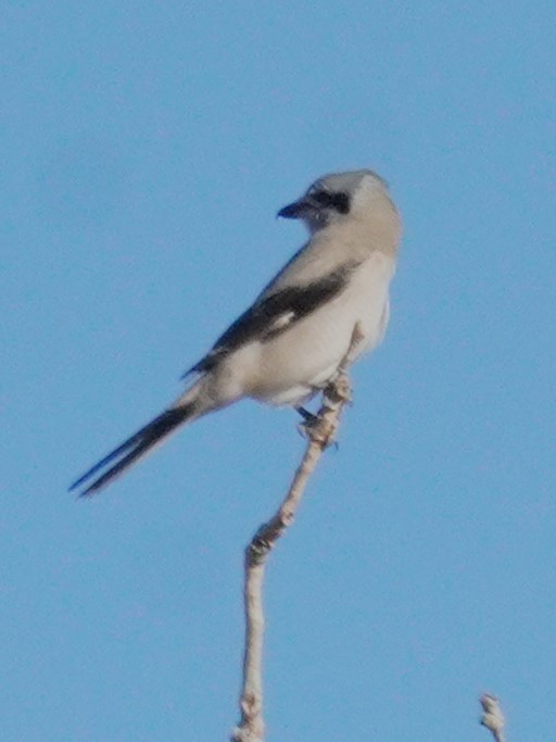 ťuhýk severní - ML644898439