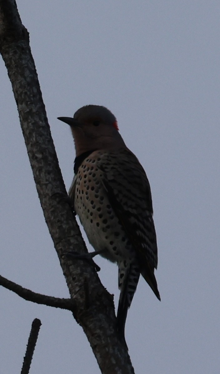 Altın Ağaçkakan - ML644898440