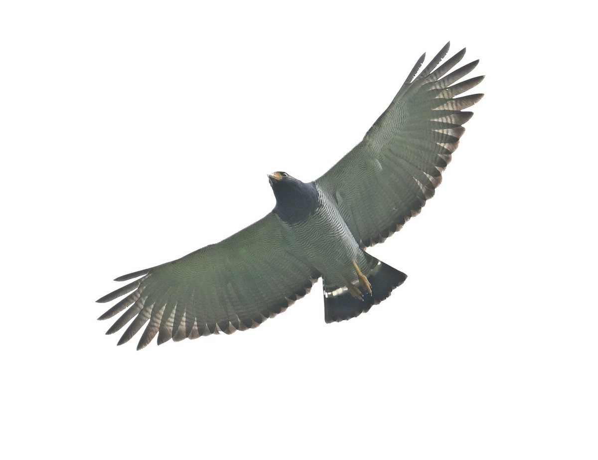 Barred Hawk - ML644898468