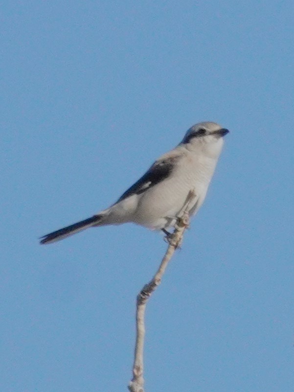 ťuhýk severní - ML644898471