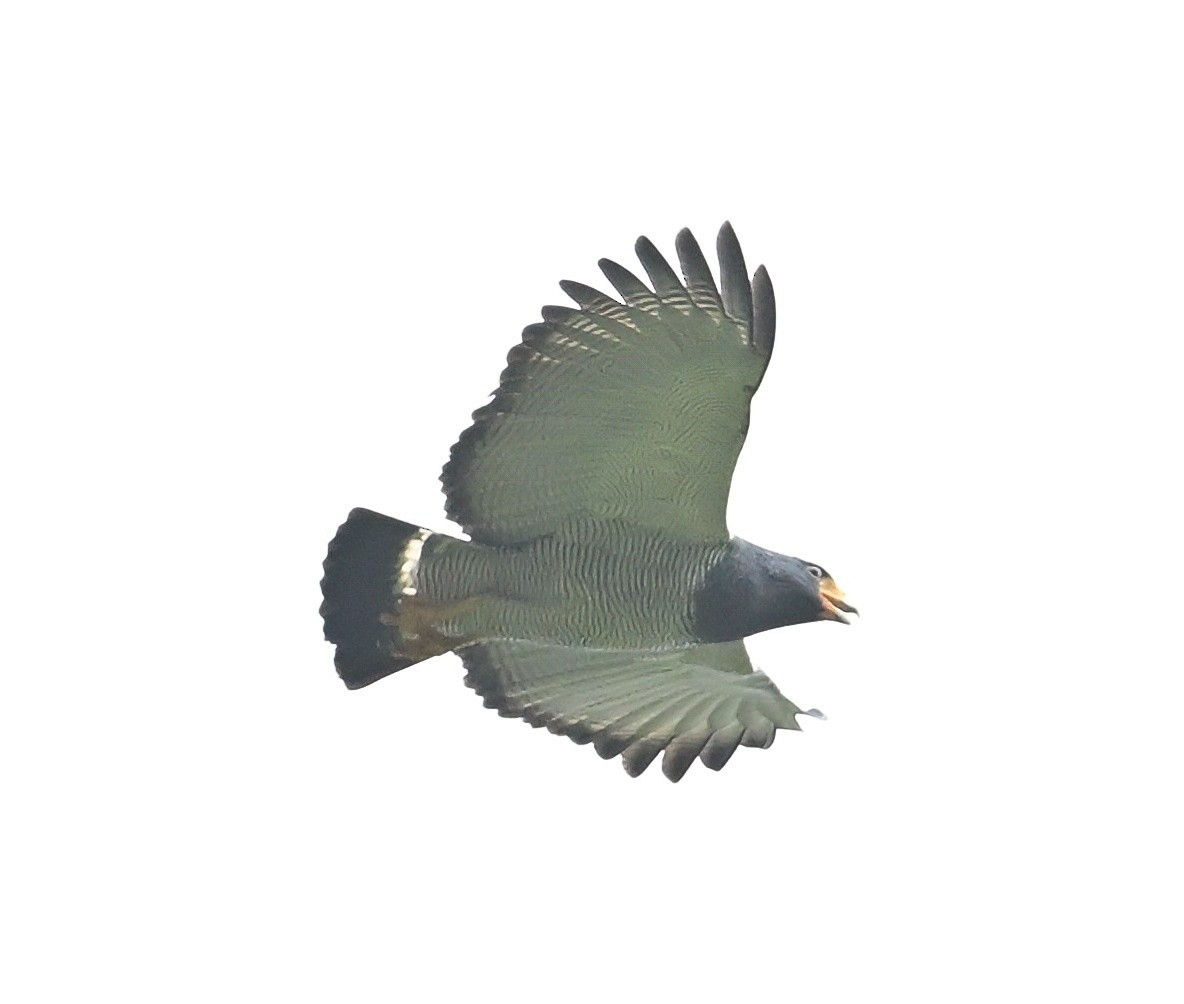 Barred Hawk - ML644898476