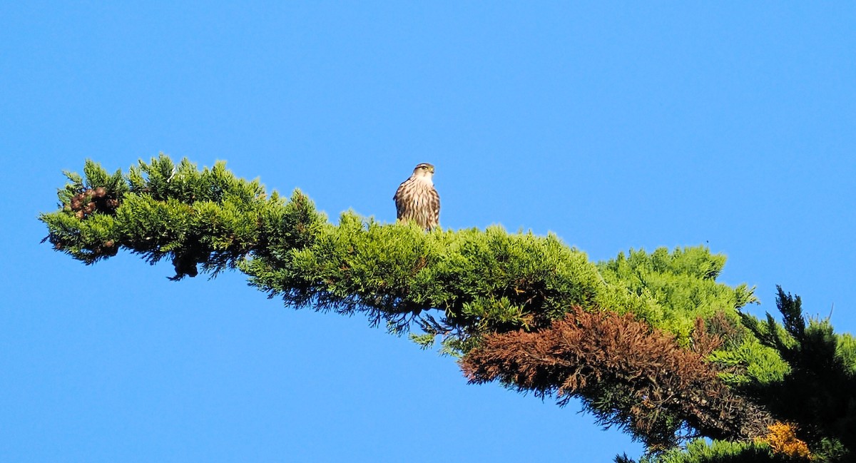 灰背隼 - ML644898477