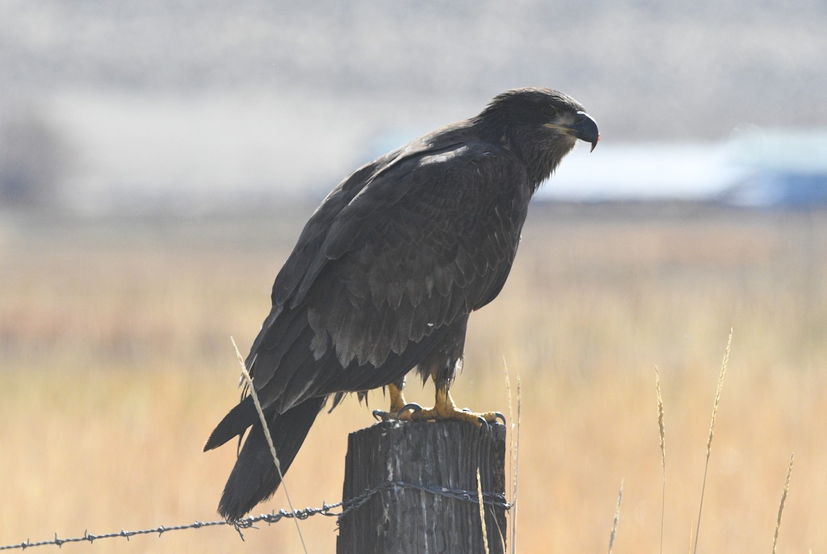 Bald Eagle - ML644898496