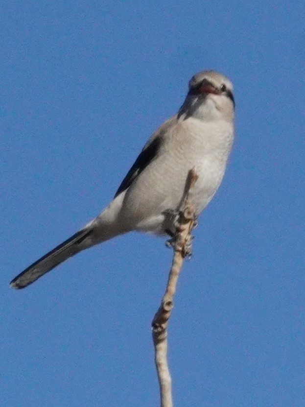 ťuhýk severní - ML644898508