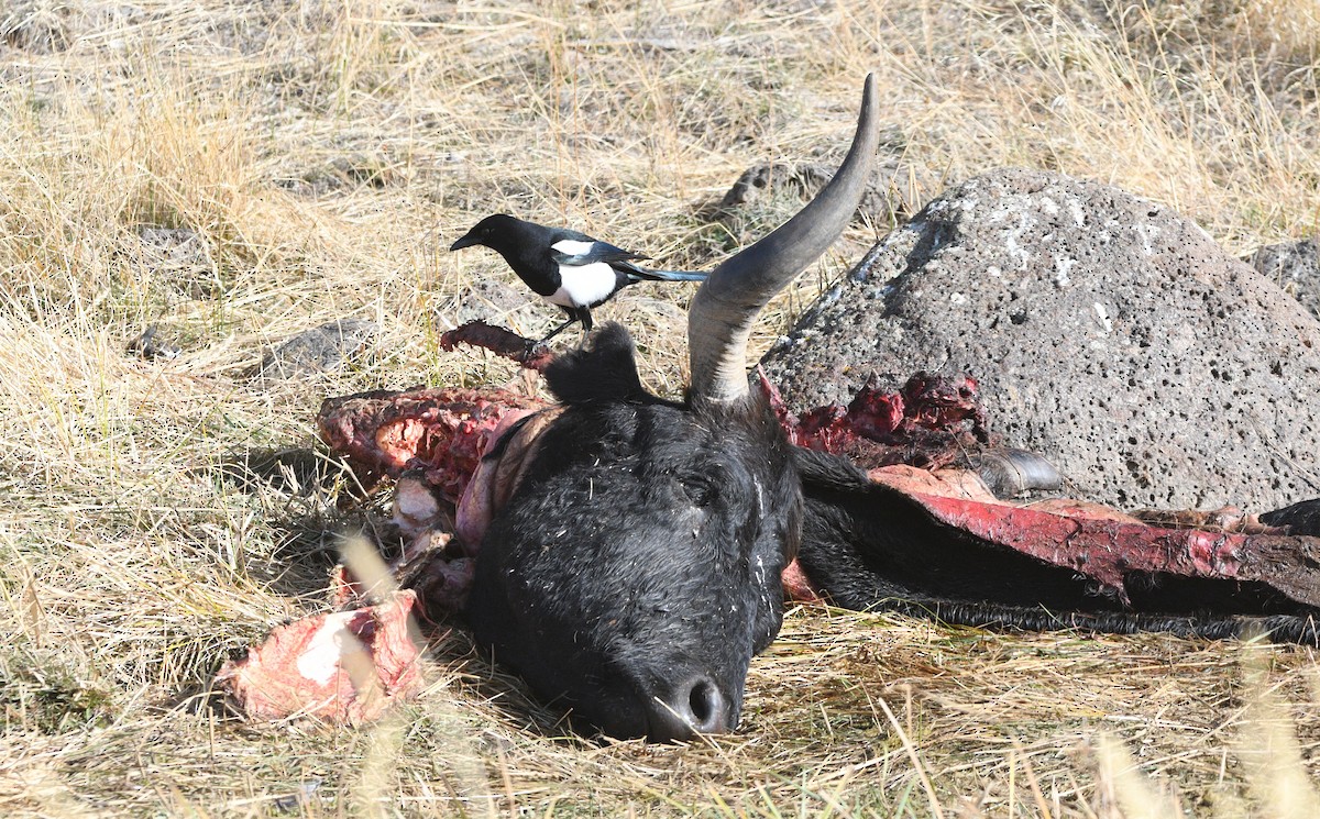 straka americká - ML644898521