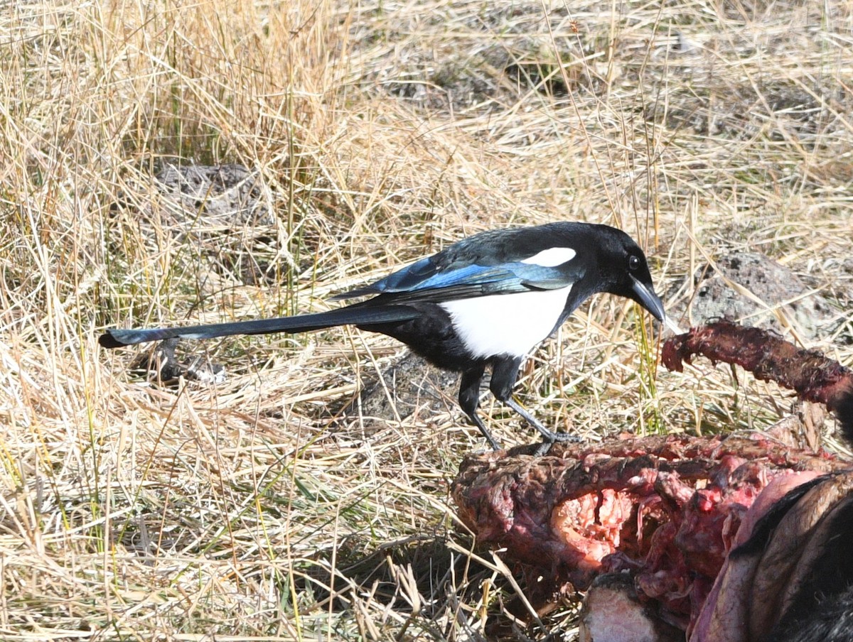 straka americká - ML644898522