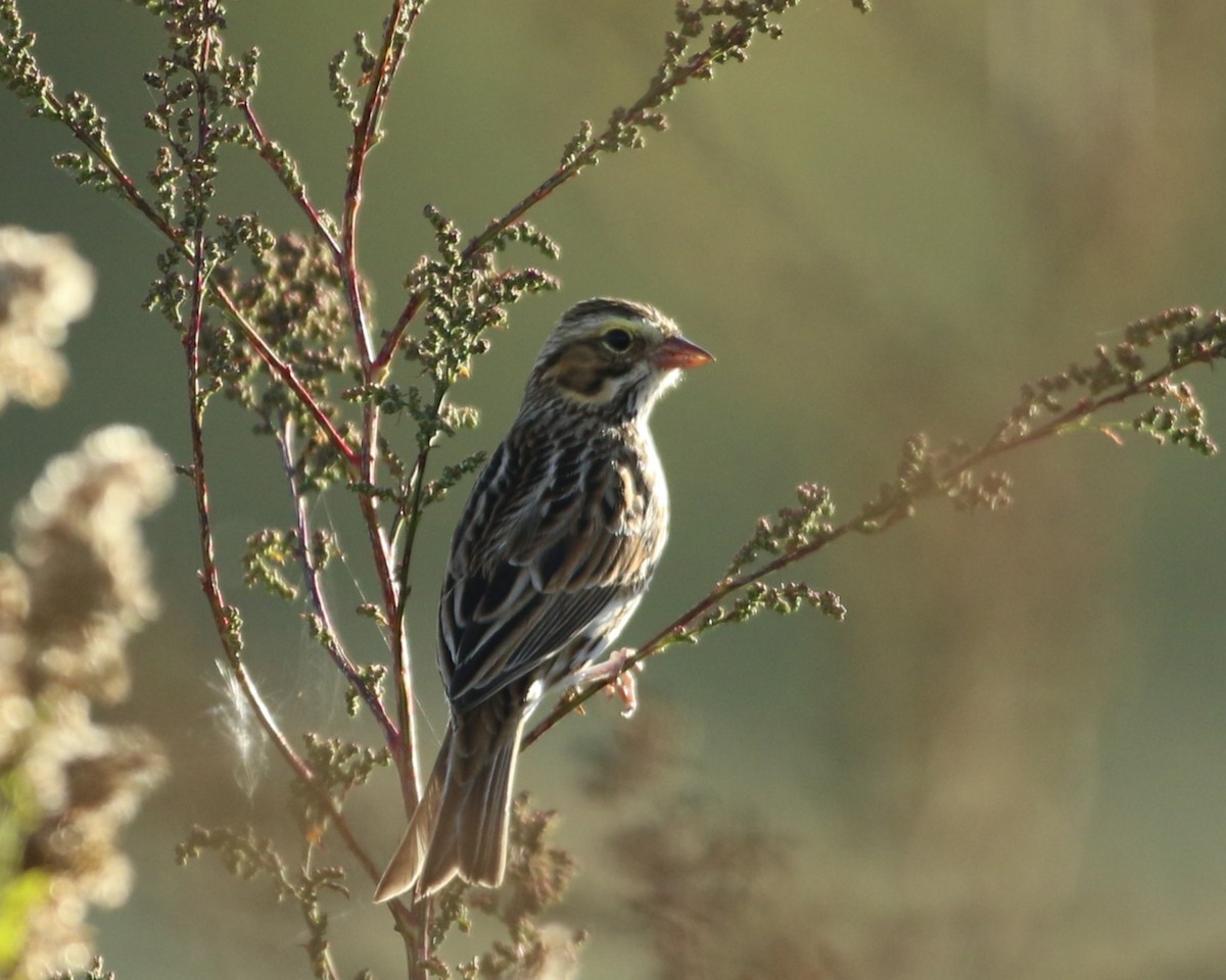 Savannah Sparrow - ML644898523