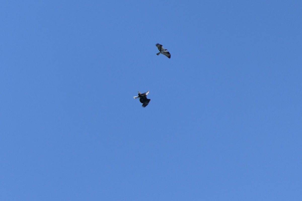 Bald Eagle - ML644898528