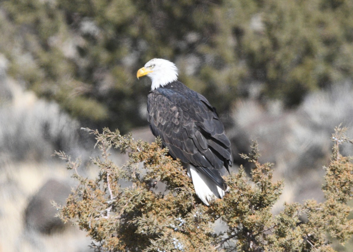 Bald Eagle - ML644898531