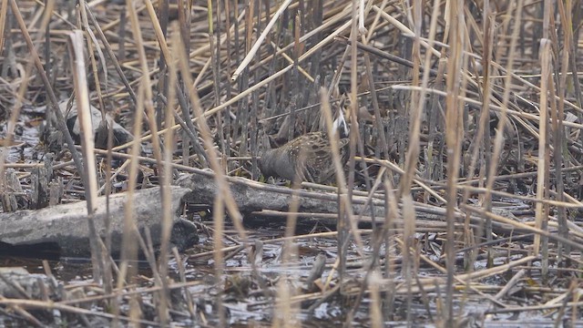 Avustralya Suyelvesi - ML644898535