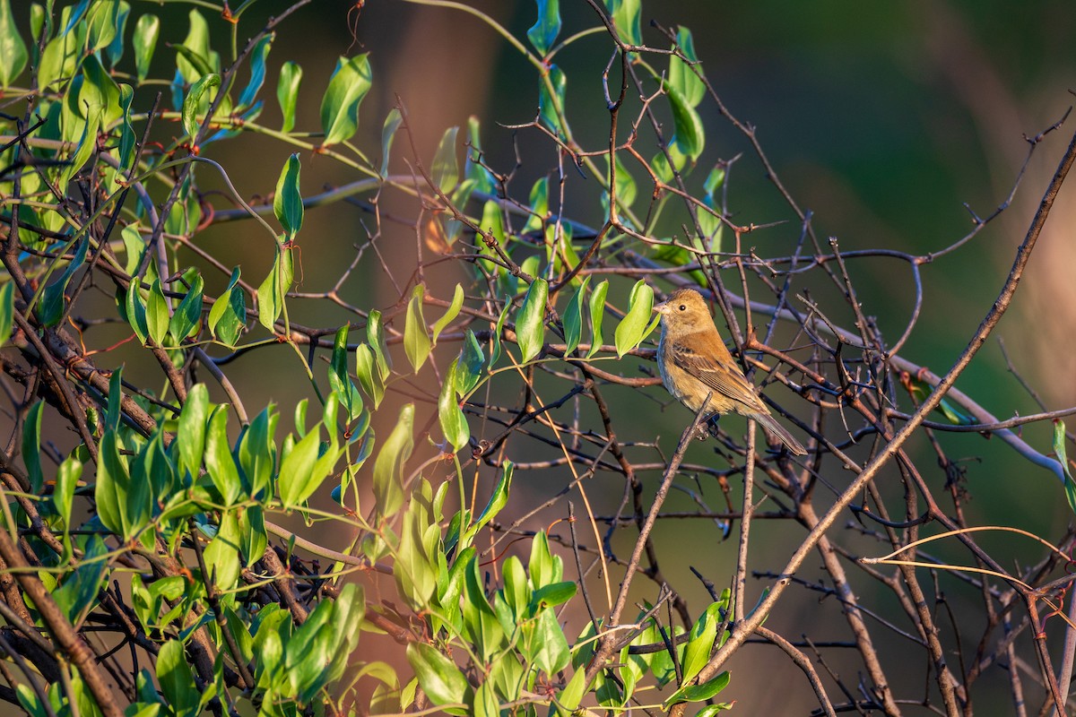 Индиговый колорин - ML644898538