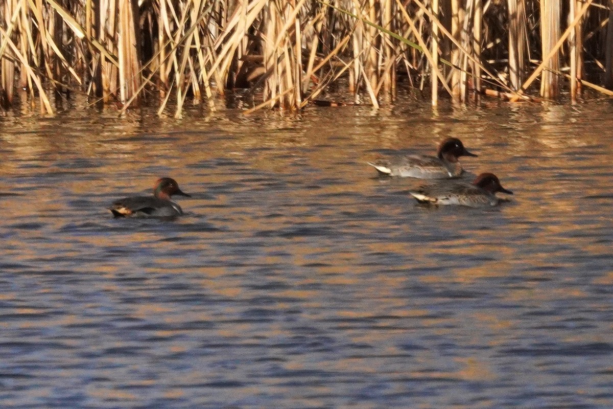 Sarcelle d'hiver - ML644898542