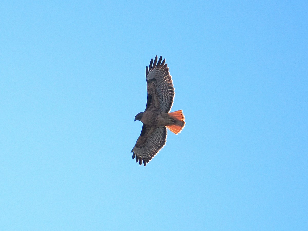 Red-tailed Hawk - ML644898543