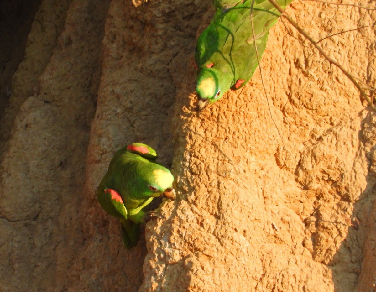 Yellow-crowned Amazon - ML644898545