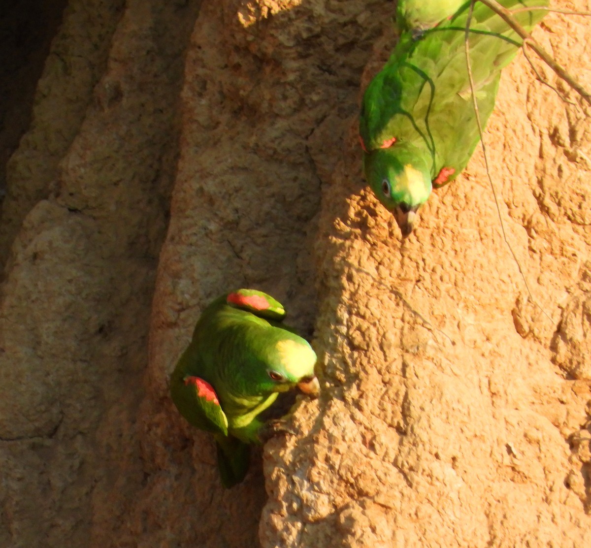 Yellow-crowned Amazon - ML644898551