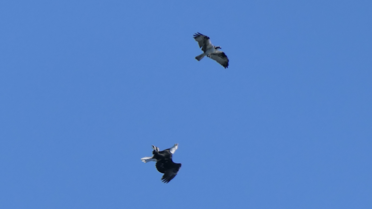 Bald Eagle - ML644898561